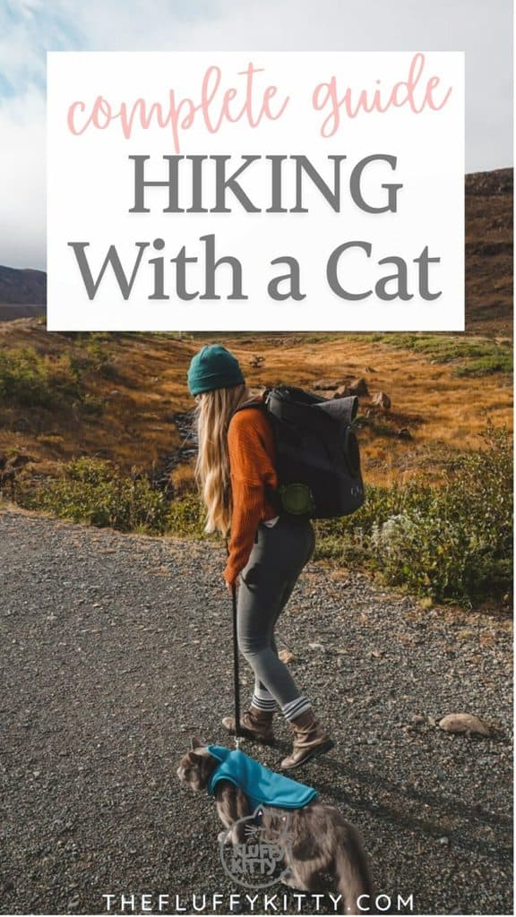 How to Hike with a Cat Our Complete Guide The Fluffy Kitty