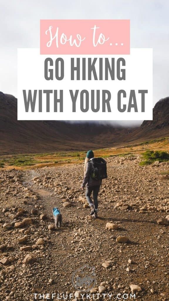How to Hike with a Cat Our Complete Guide The Fluffy Kitty
