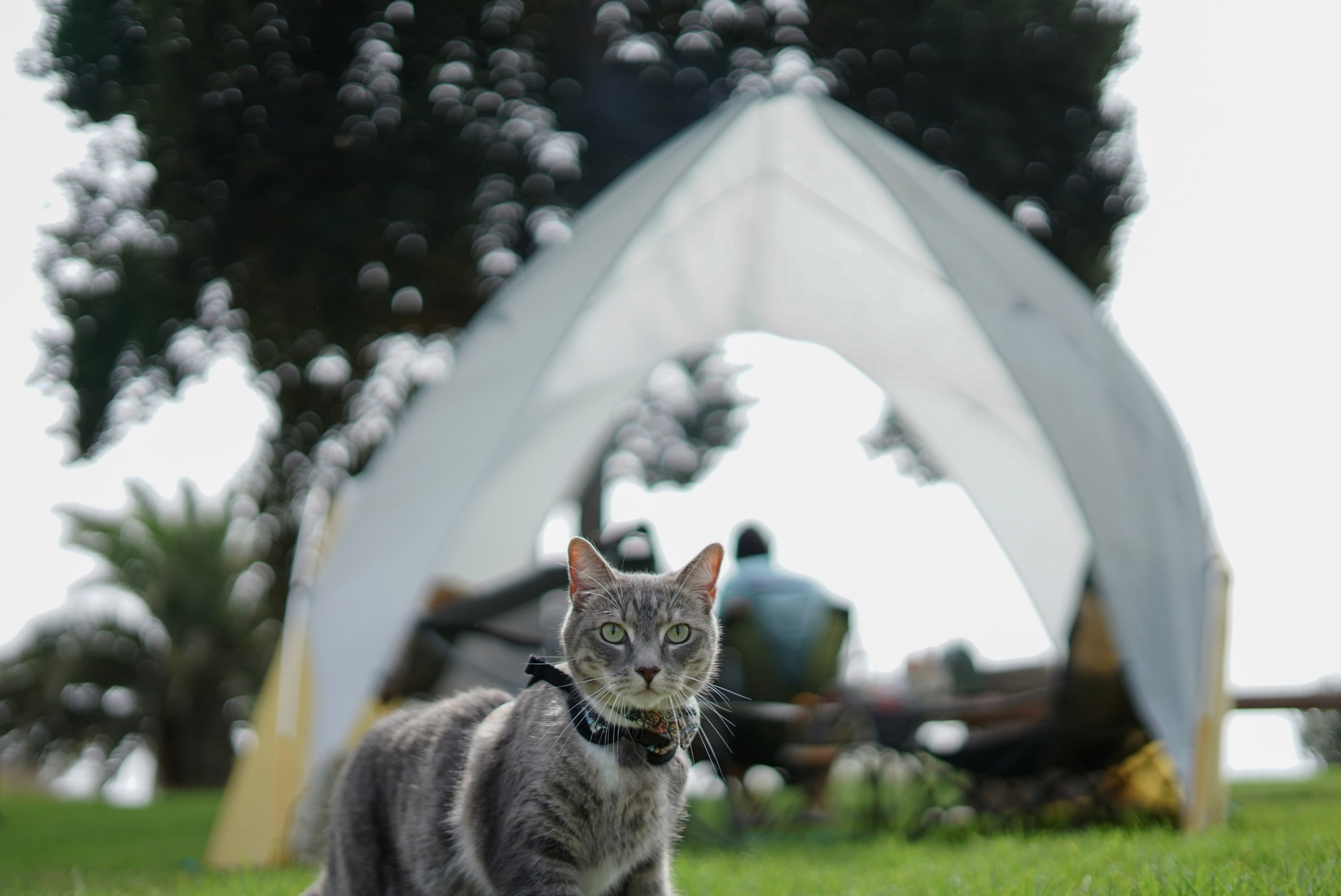 Camping With Your Cat The Goto Guide The Fluffy Kitty
