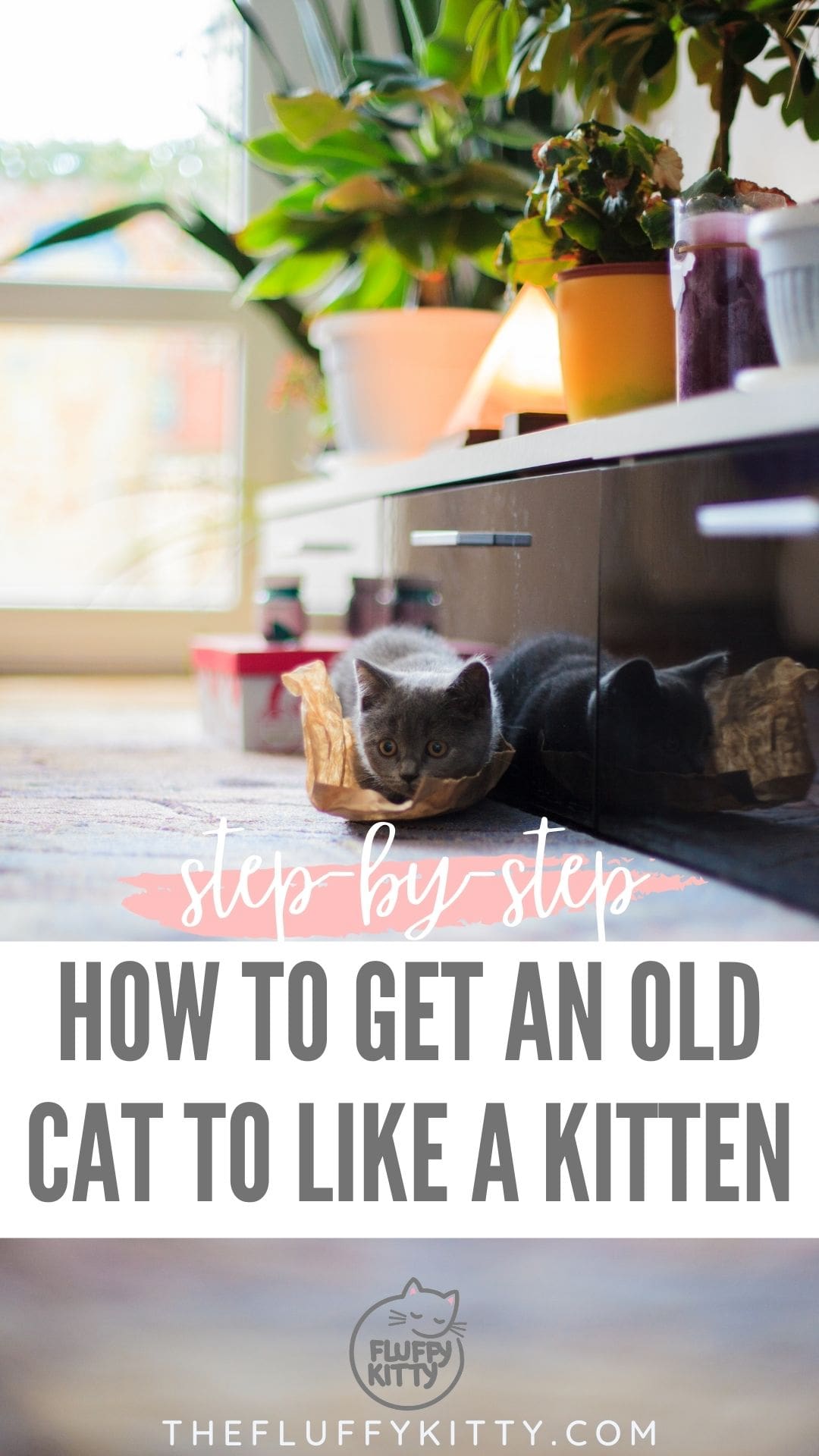 How to Get an Older Cat to Like a Kitten (& Be Friends!) The Fluffy Kitty