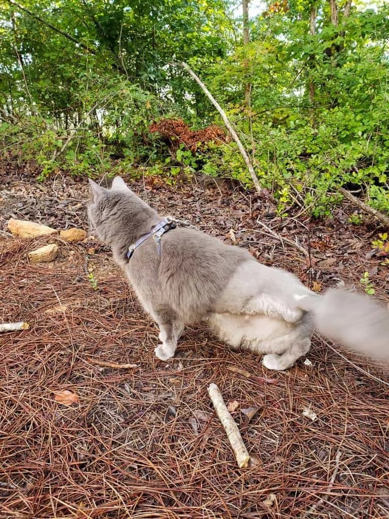 Tripod Cats The Complete Guide to Caring for a ThreeLegged Cat