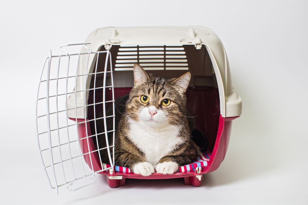 Airlines That Allow Cats InCabin (Domestic & International)