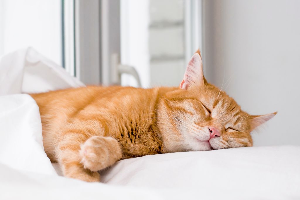 Acupuncture For Cats The Complete Guide The Fluffy Kitty