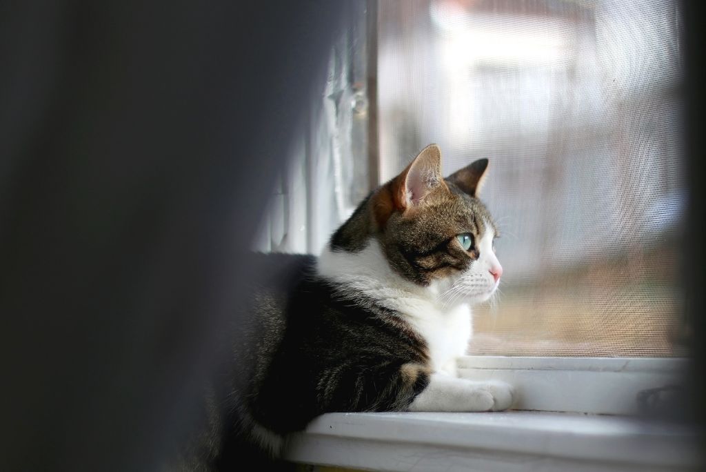 Do Indoor Cats Need Vaccines? The Fluffy Kitty