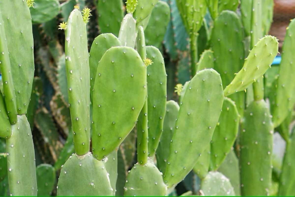 Nopal planta mexicana con importantes atributos