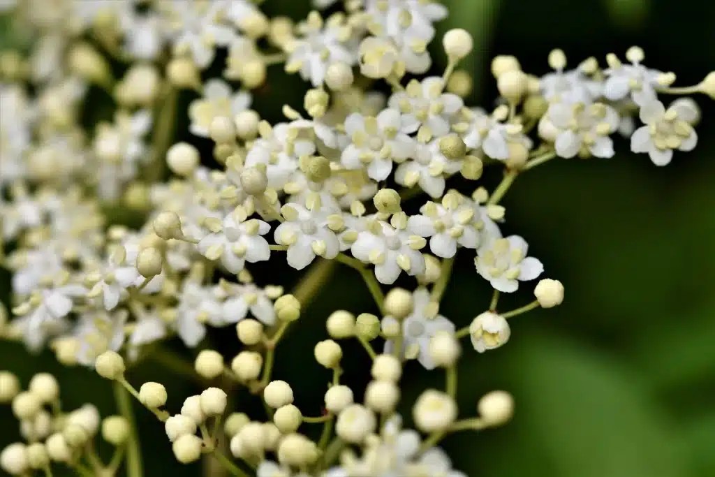 What Does Elderflower Taste Like? A Detailed Guide TheFoodXP