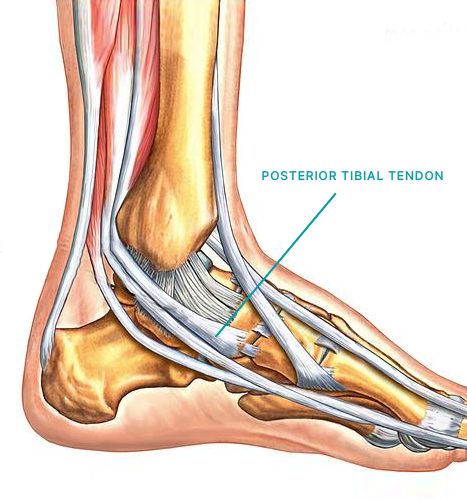 Posterior Foot Muscles