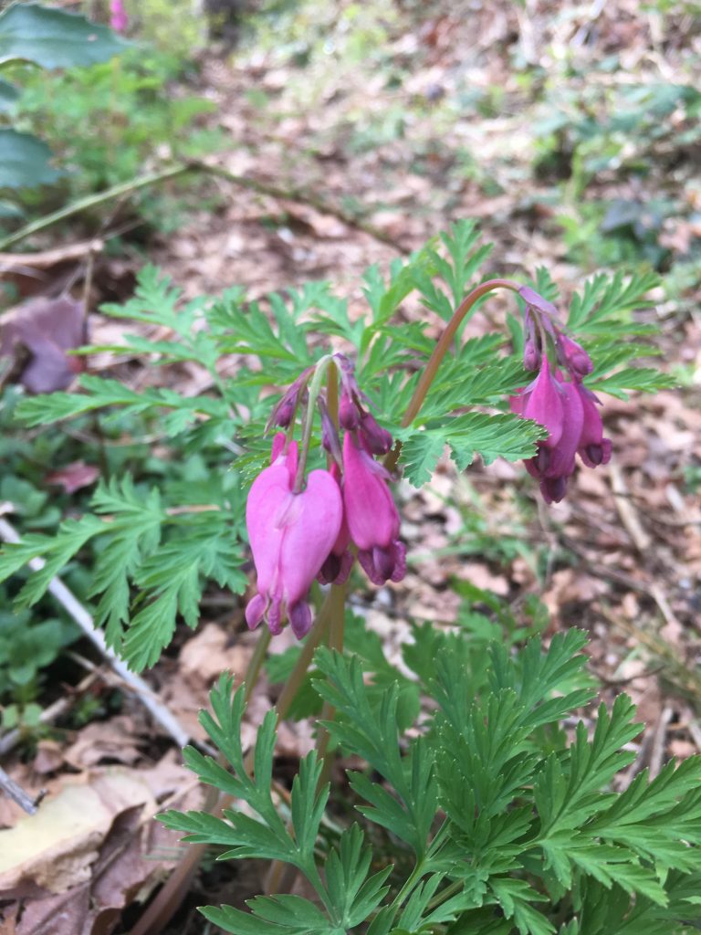 Top 10 Native Plants for Attracting Hummingbirds in the Pacific