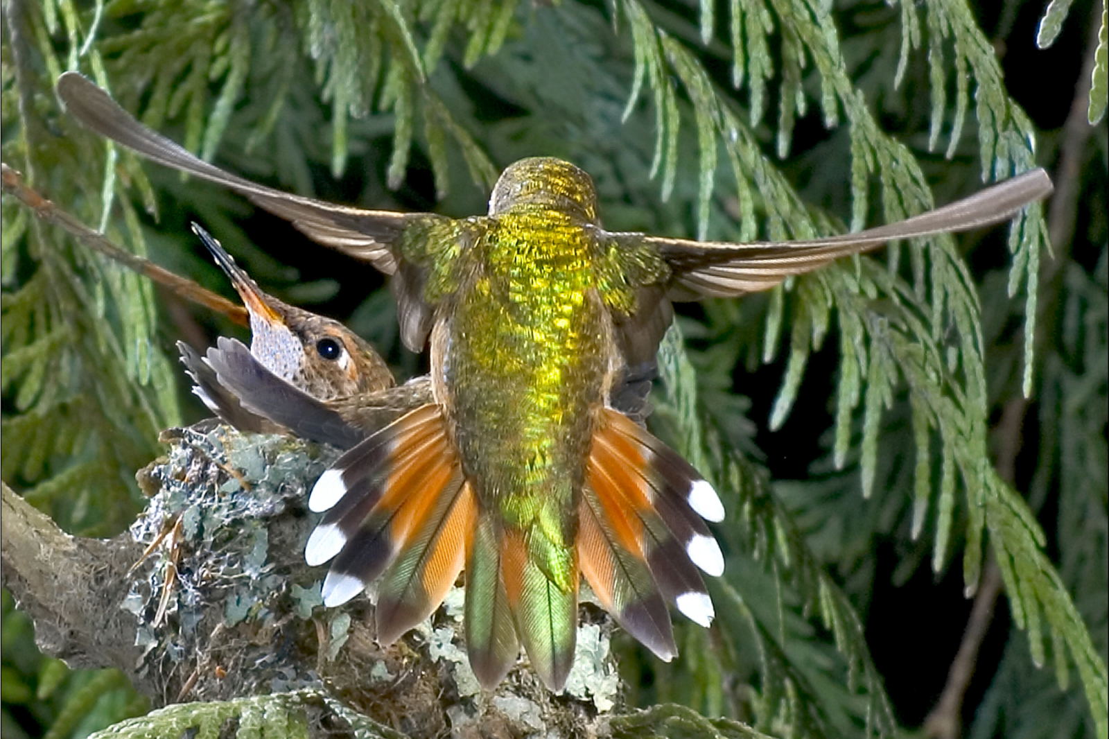 Top 10 Native Plants for Attracting Hummingbirds in the Pacific