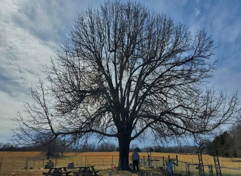 Lumber Guide Blackjack Oak Wood Uses The Forestry Pros