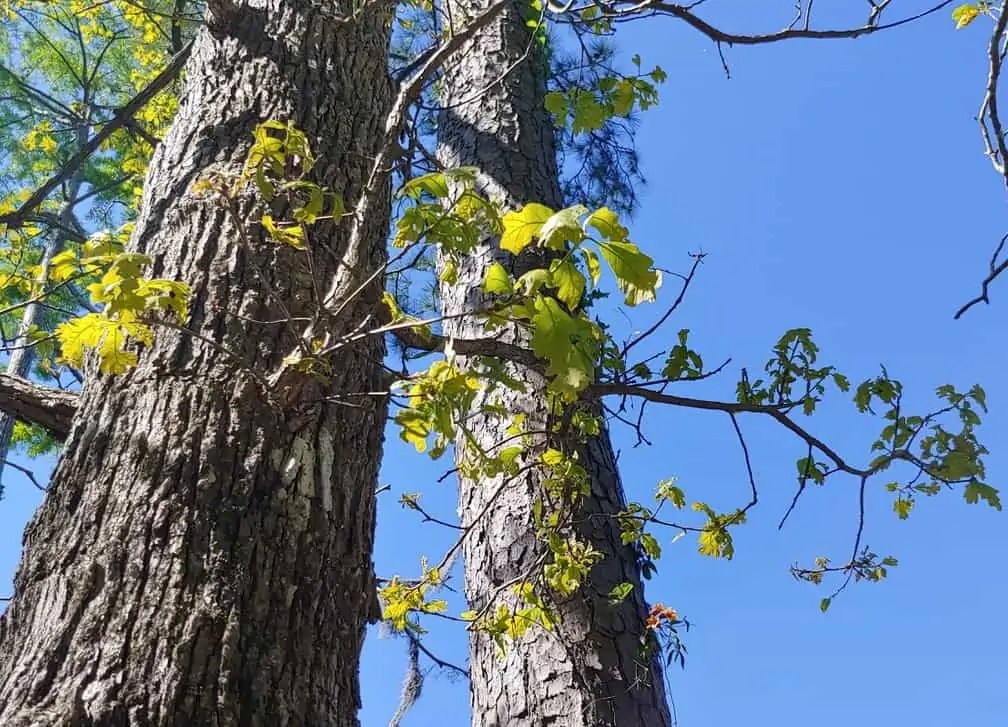 Lumber Guide Blackjack Oak Wood Uses The Forestry Pros