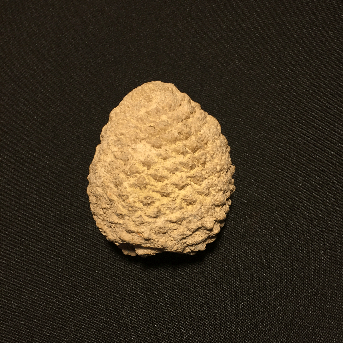 Fossil pine cone F230D The Fossil Shop inc