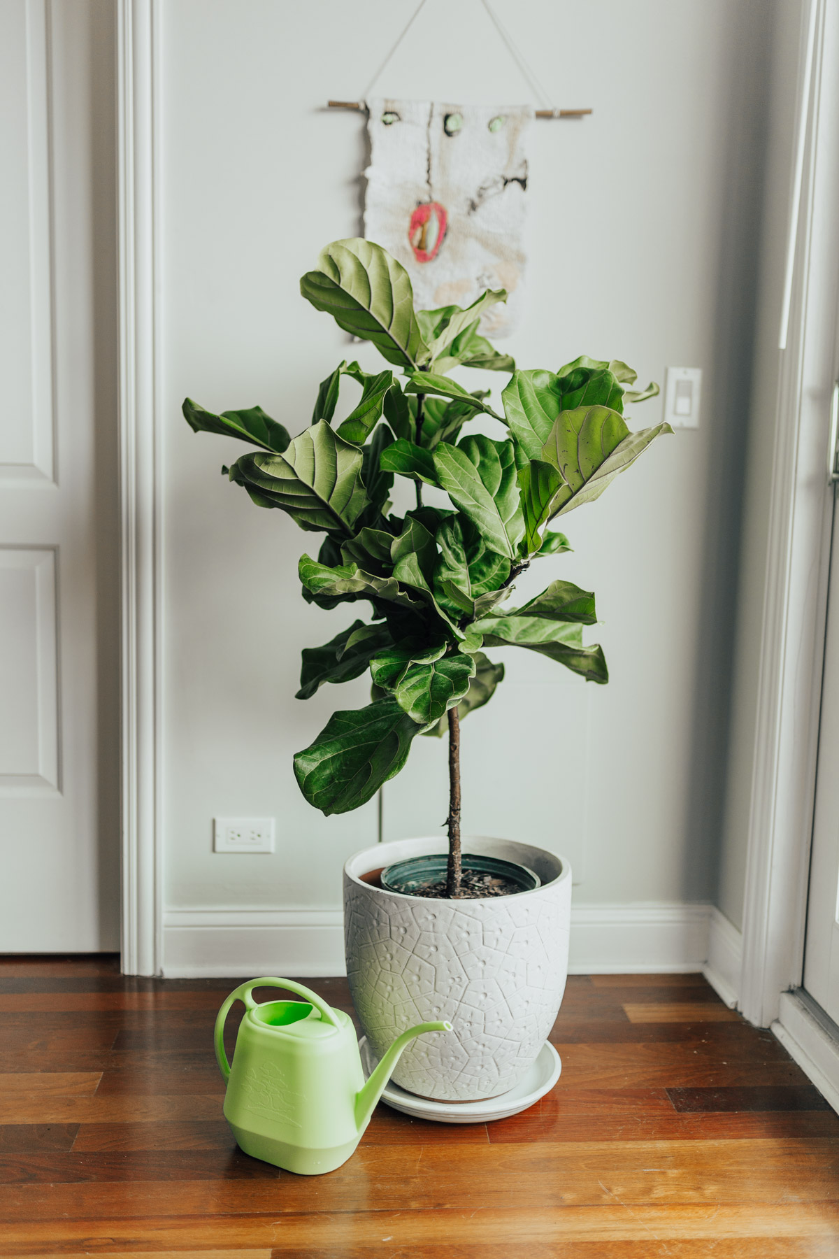 How to Care for your Fiddle Leaf Fig Tree, from an Expert