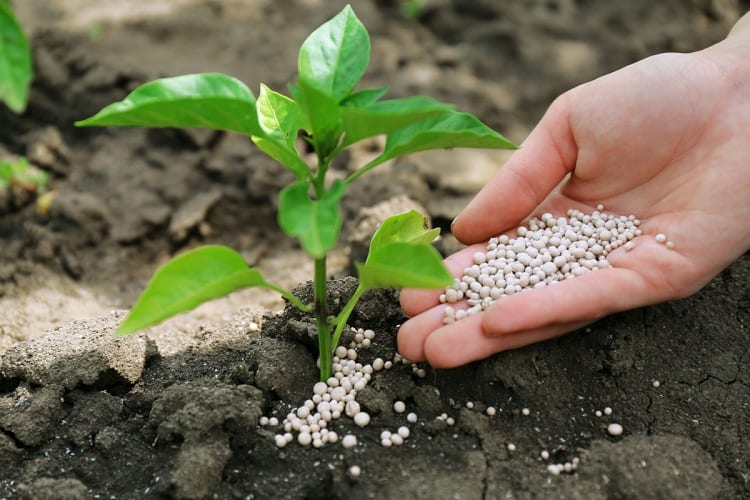 The Importance of Fertilization in Plants TheFragrantGarden