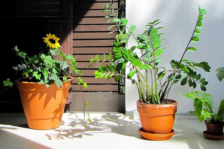 How to Protect Potted Plants From Frost to Survive the Winter