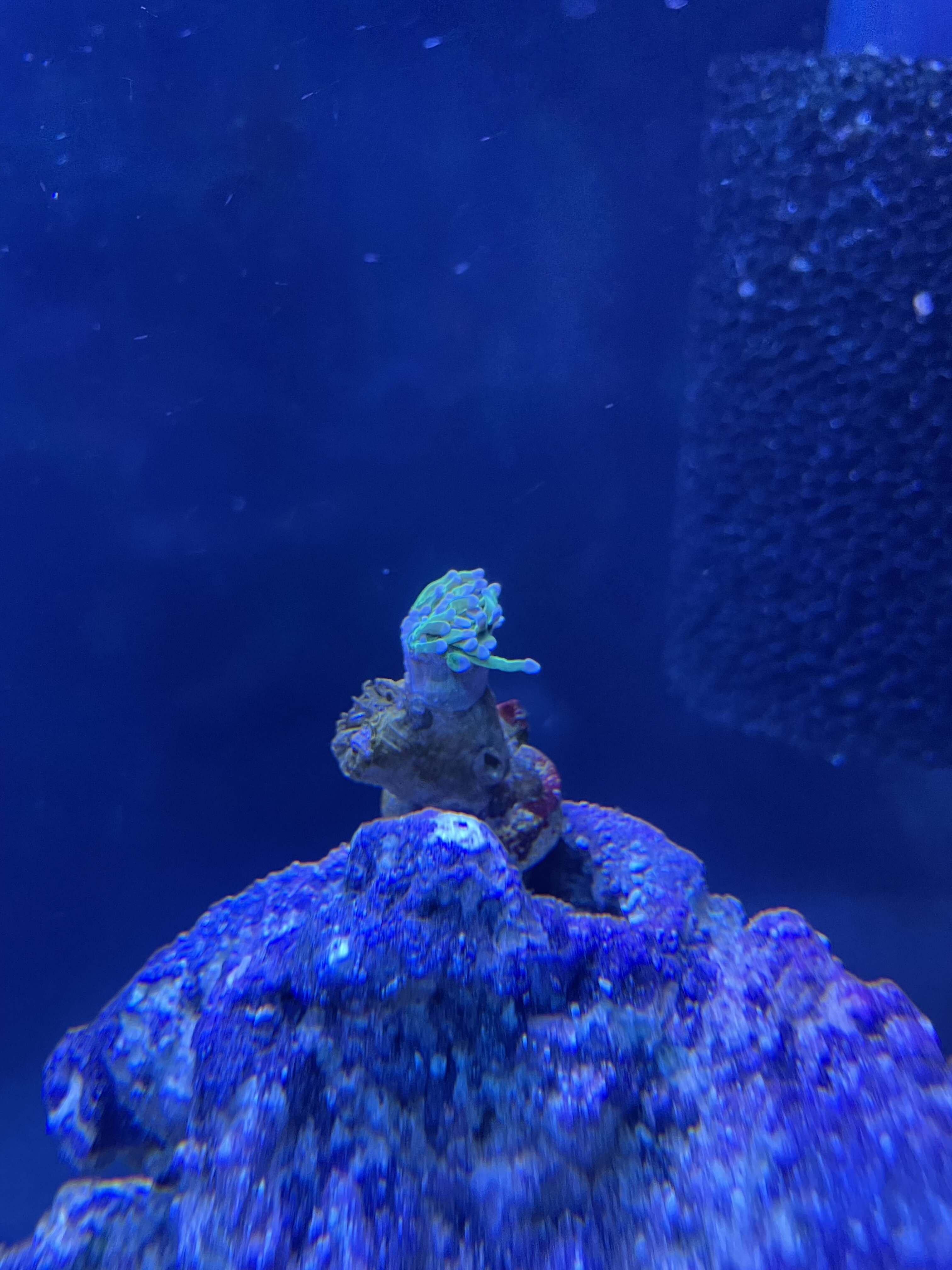 Is My Torch Coral Dying? The FragTank.ca
