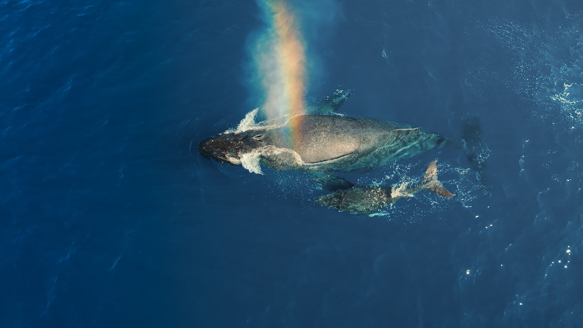 The Rainbow Colors of Whale Poop The Freaky