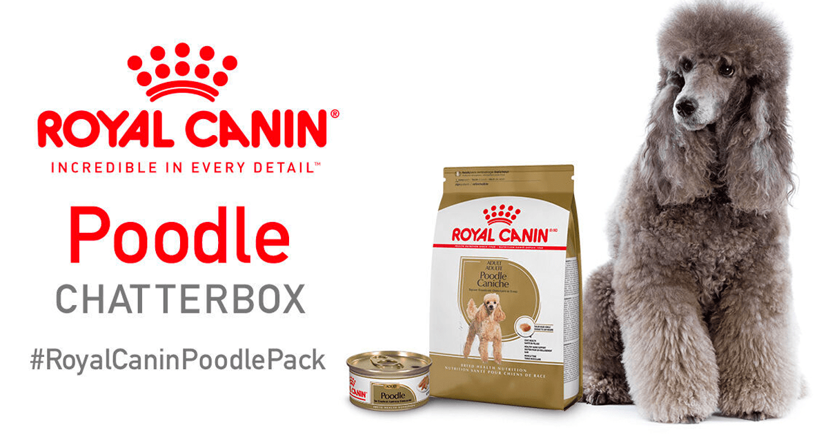 Apply to be a Royal Canin Poodle Chatterbox with Ripple Street The