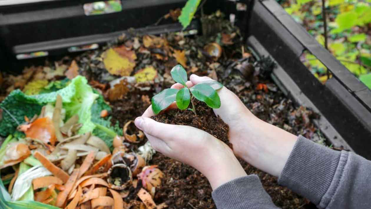 Composta Qué es, cómo se hace, pasos The Free Nature