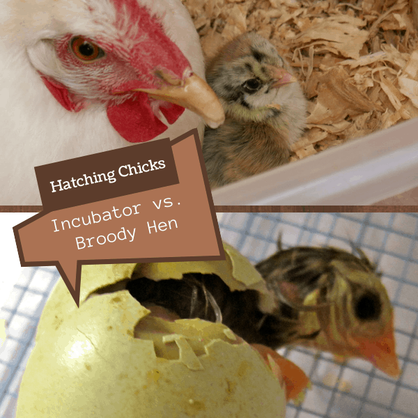 Hatching Chicks Incubator vs. Broody Hen The Free Range Life