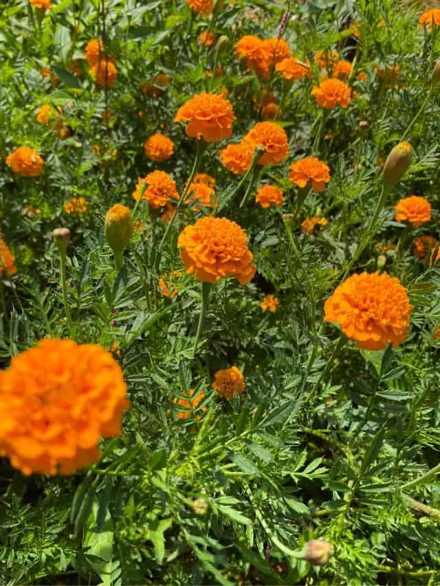 How to Collect Marigold Seeds The Free Range Life®