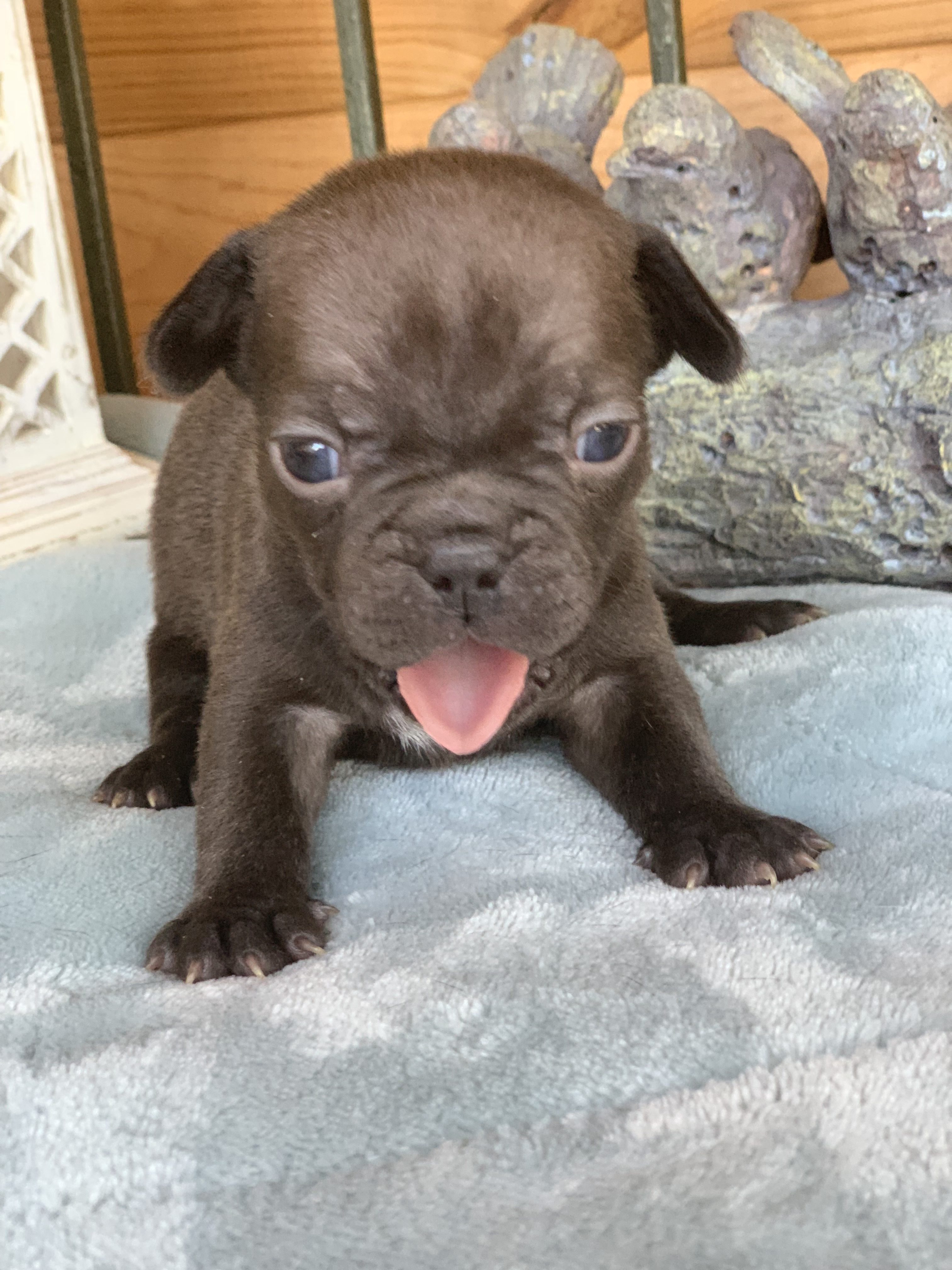 Fiona Chocolate French Bulldog Female