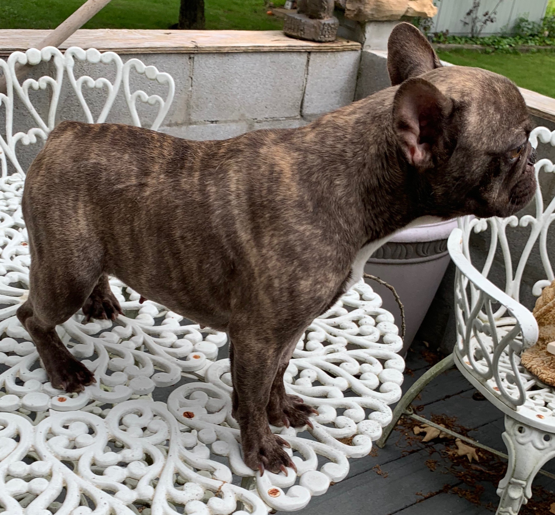 Chocolate French Bulldogs The French Bulldog USA