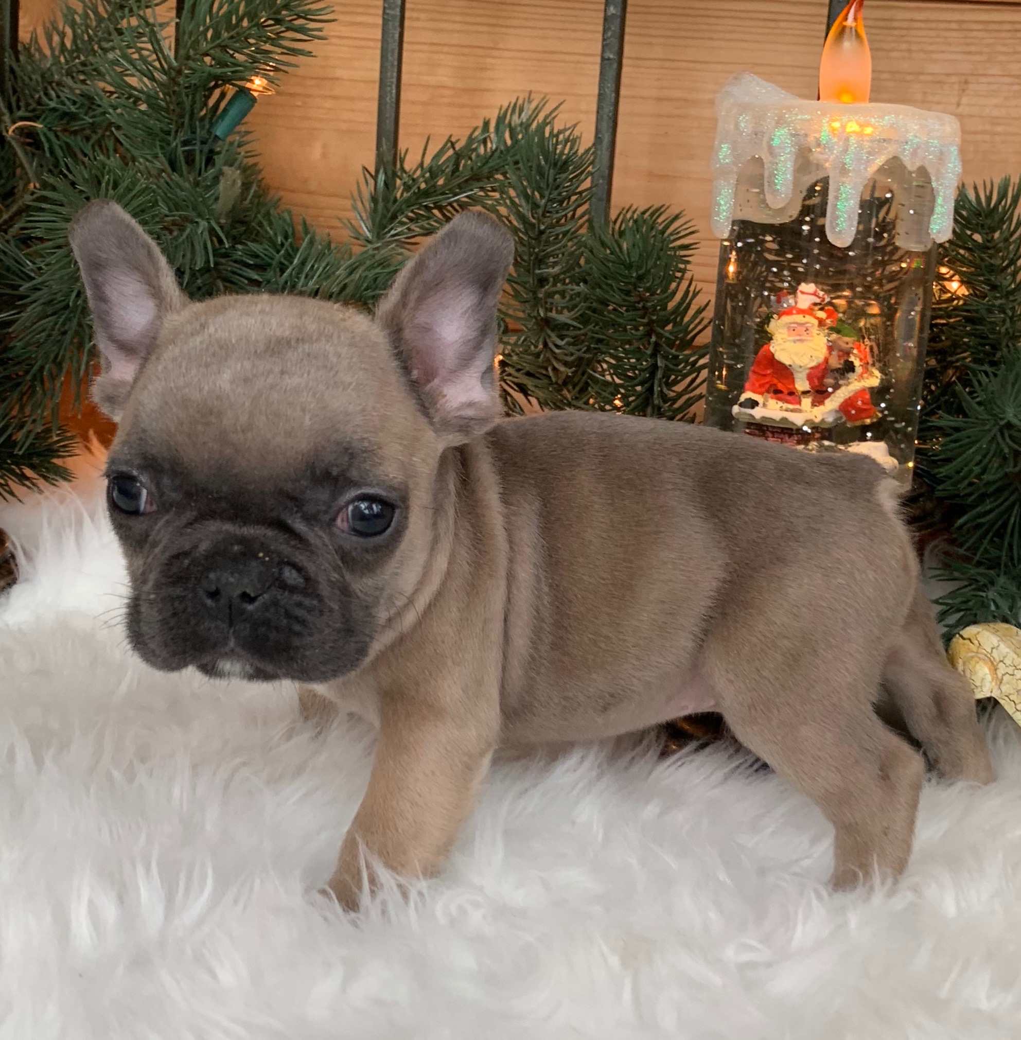 Blue Fawn French Bulldogs The French Bulldog of Colorado