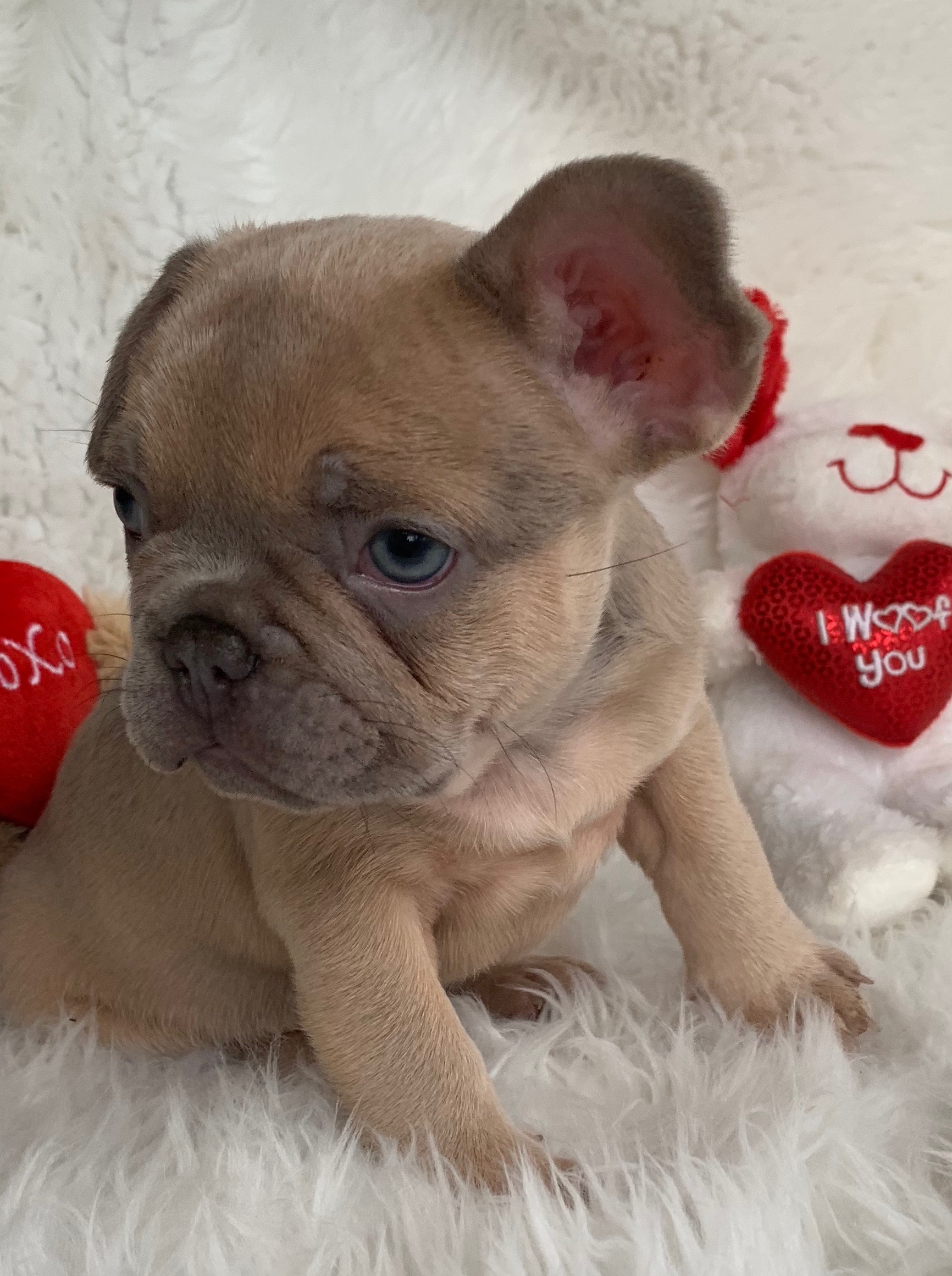 lilac fawn french bulldog price