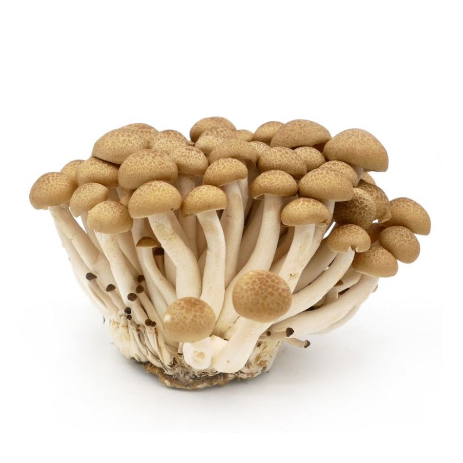 Buna Shimeji Mushroom