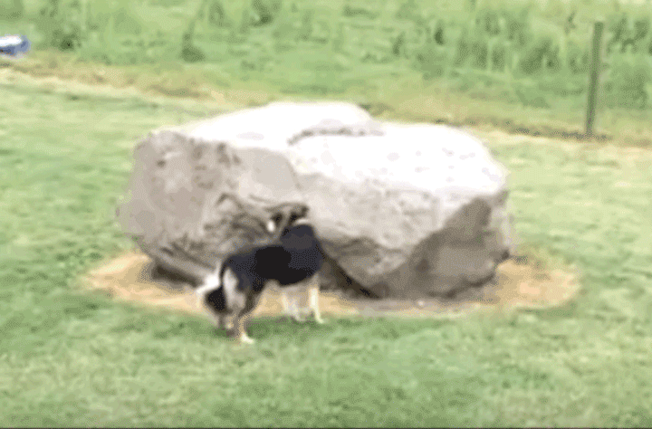 Watch a Persistent Duck Chase a Confused Dog Around And Around a Big