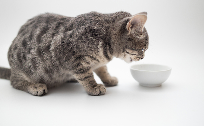 Top five tips to keeping your cat healthy The Friendly