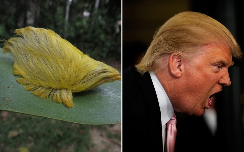 16 Celebrities Who Share Similar Look With Animals The Frisky
