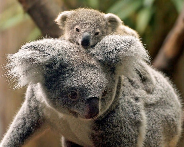 25 Cute Animal Families The Frisky