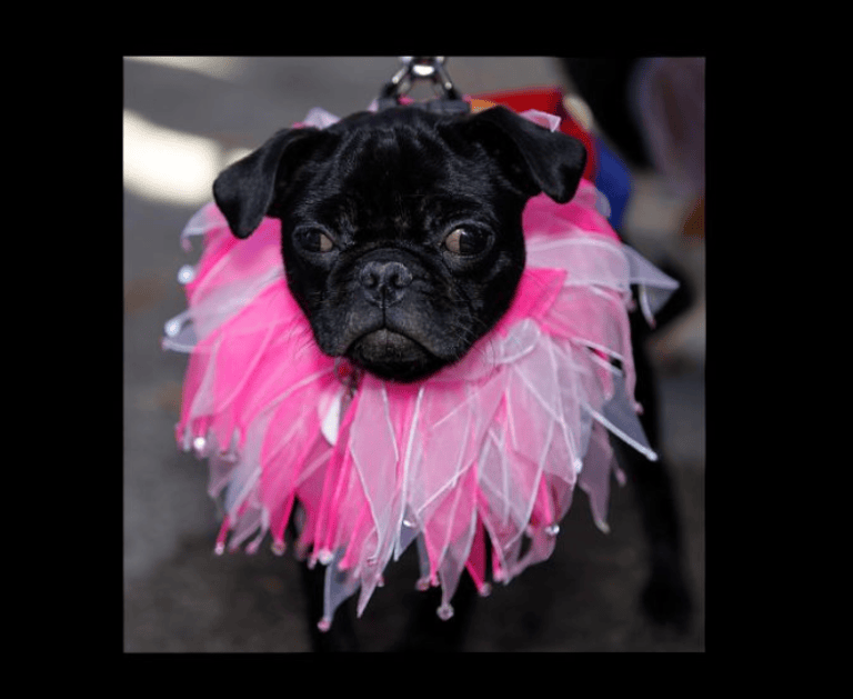 Dog Dressed In Judge Judy Halloween Costume The Frisky