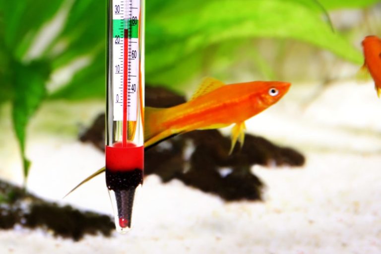 Best Ways to Maintain Aquarium Temperature The Frisky