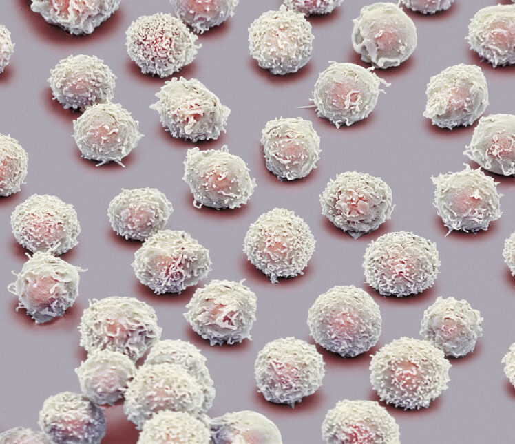 What Are White Blood Cells (WBCS)? The Complete Guide The Frisky