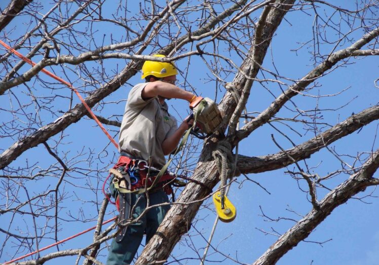 5 Things to Look For When Hiring Professional Tree Services The Frisky