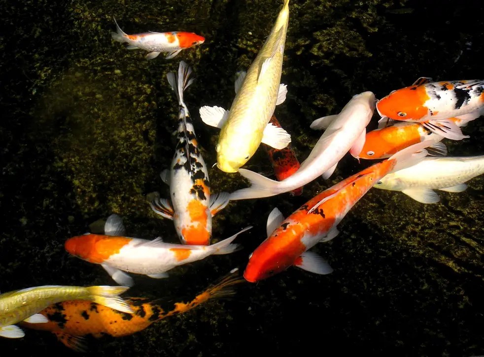 Can Koi Fish Live With Other Fish 2024 Guide The Frisky