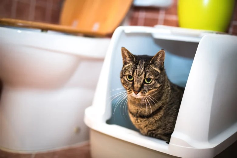How To Clean A Litter Box With Bleach? The Ultimate Guide For Cat Owner