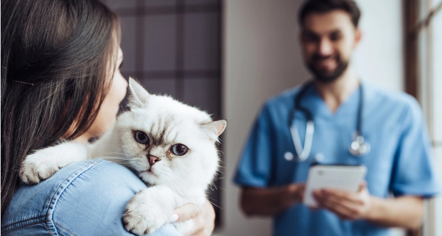 How To Deal with Unexpected Cat Medical Bills The Frisky