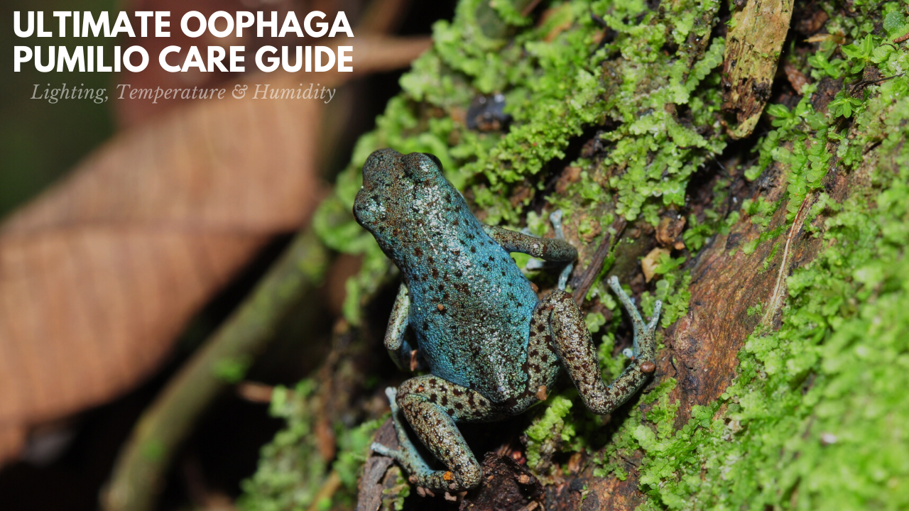 Oophaga pumilio lighting, UVB, temperature and humidity requirements