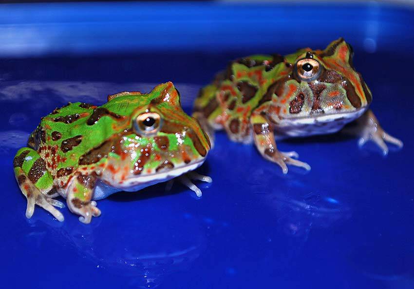 The Frog Ranch Brazilian Horned Frog* The Frog Ranch