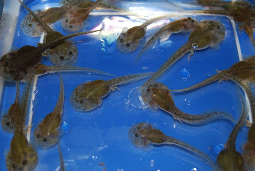 The Frog Ranch Dwarf Budgetts Frog The Frog Ranch