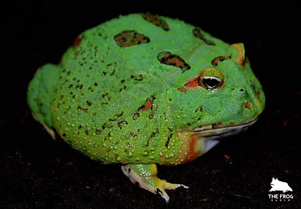 The Frog Ranch Lipstick