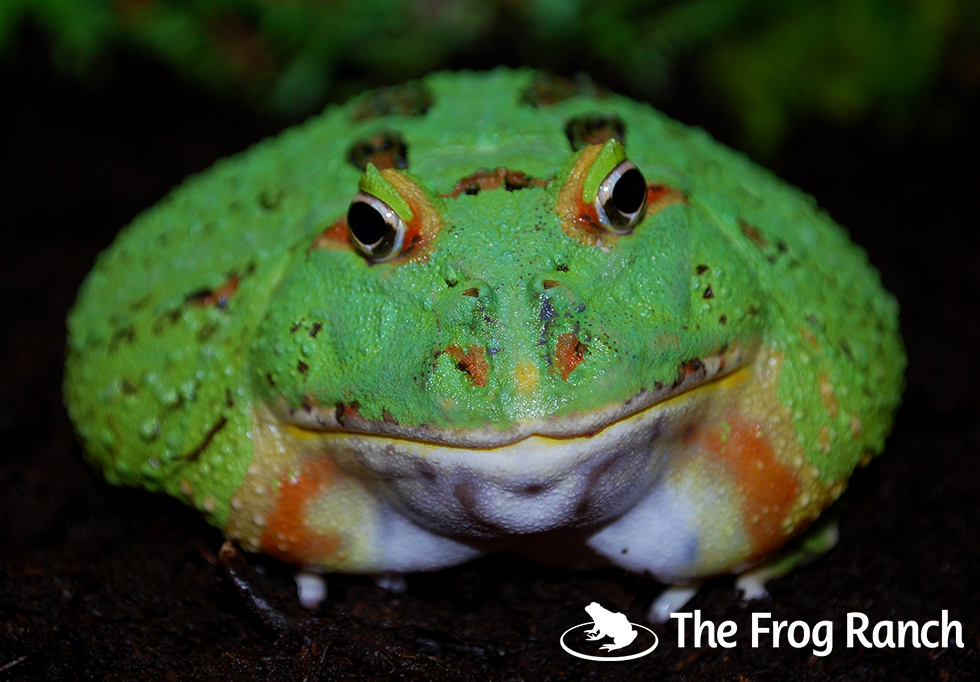 The Frog Ranch Lipstick