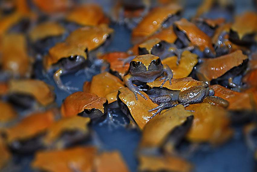 The Frog Ranch Tomato Frog