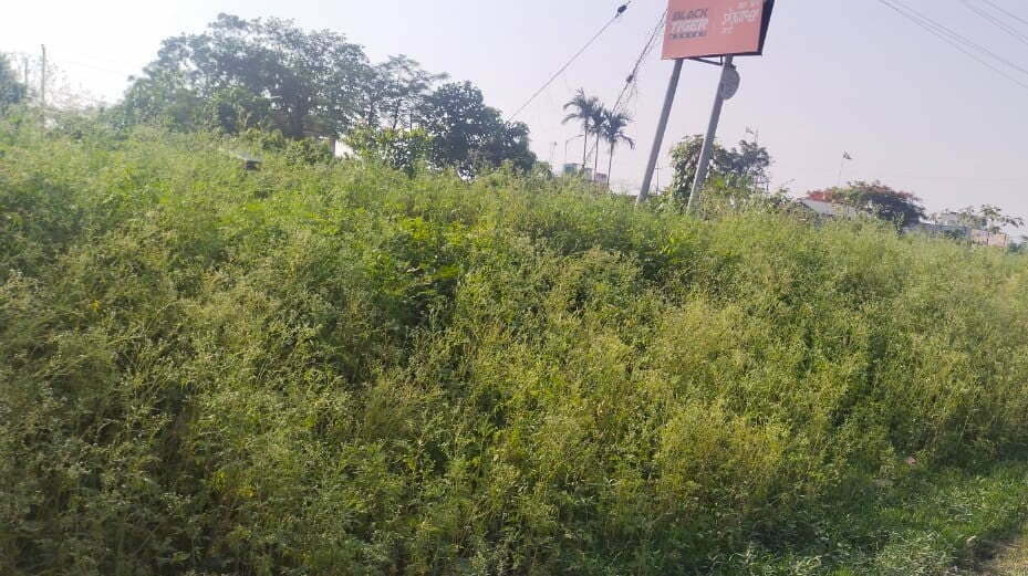 AIMS flags up dangers of widespread Congress grass in Manipur The