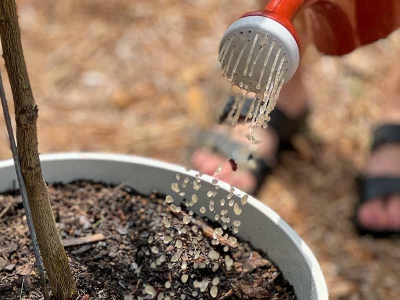 When to Fertilize Fig Trees A Complete Guide The Fruit Grove