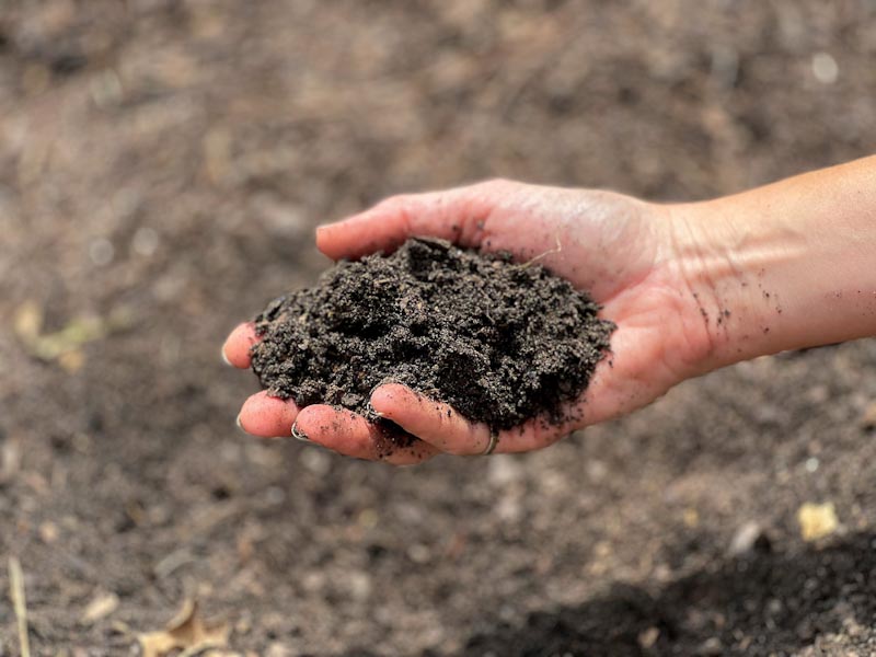 The Best Potting Soil for Fig Trees (Plus How to Make It) The Fruit Grove